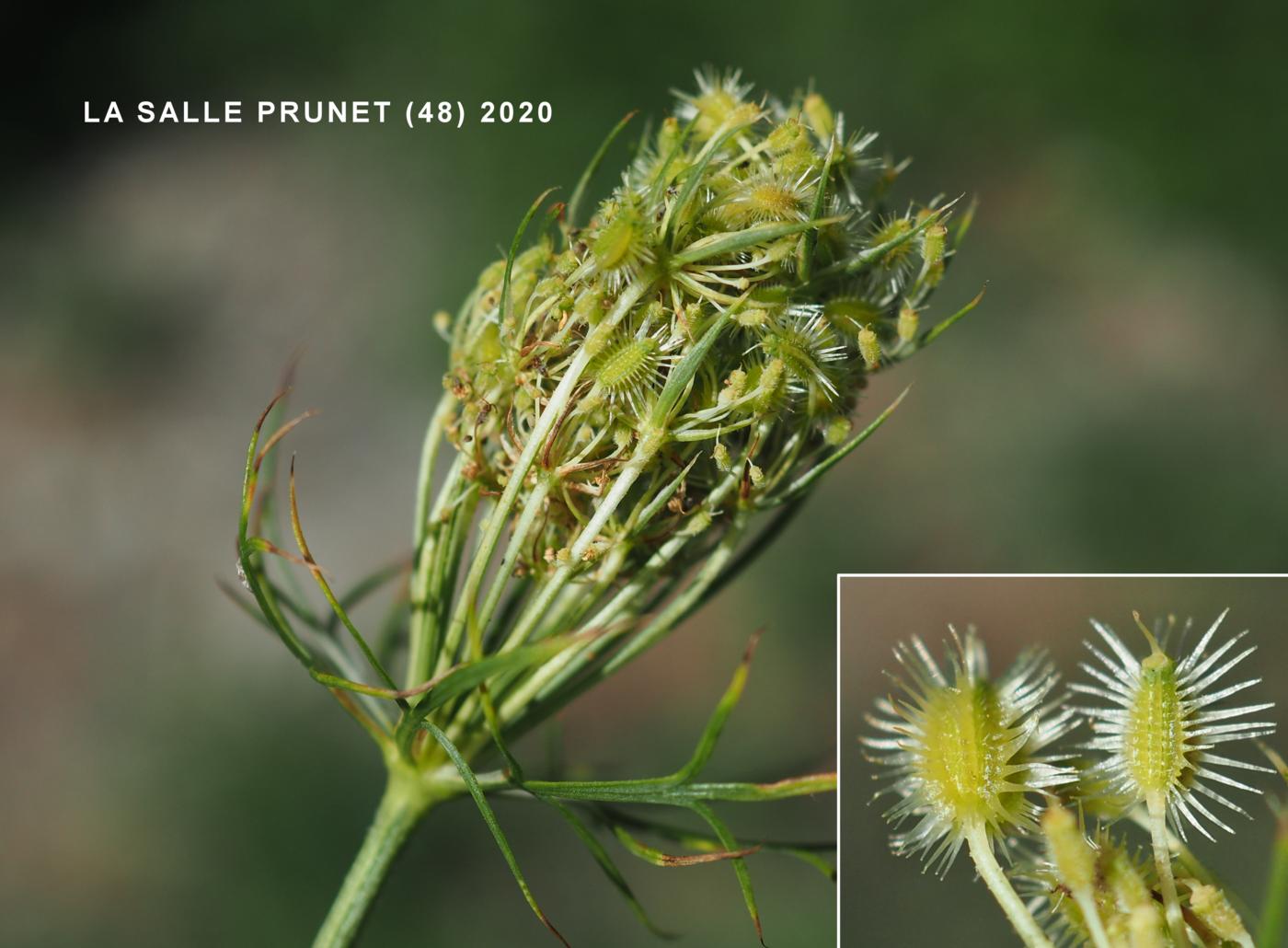 Carrot, Wild fruit